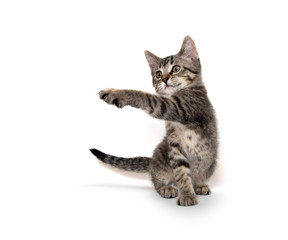 Tabby cat playing on white background