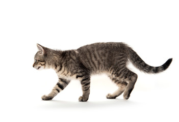 Cute tabby playing on white