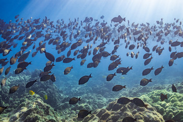 Fototapeta na wymiar Tropical fish swimming over coral reef