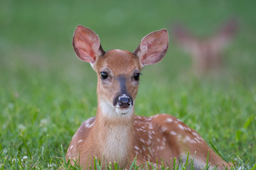 White-tailed deer fawn bedded down in an open meadow