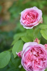 Rosa Rosenblüten