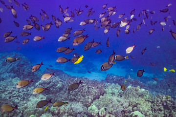Naklejka na ściany i meble Tropical fish swimming over coral reef