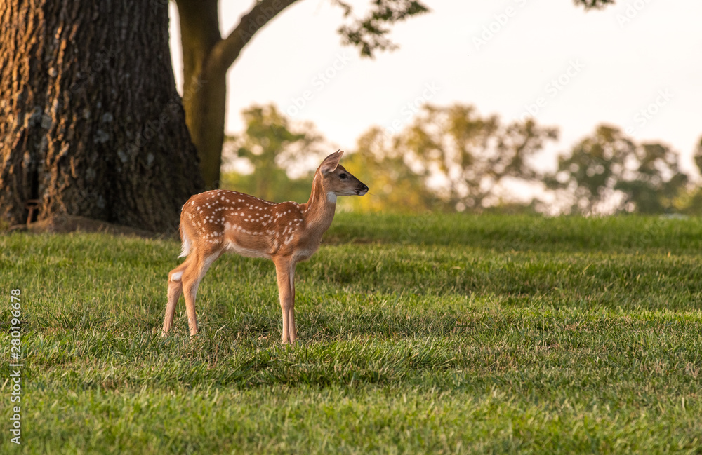 Wall mural white-tailed deer fawn in late evening