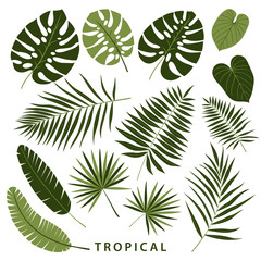 Tropical palms leaves set. Botanical summer leaf collection. Stylish, trendy design. Vector illustration