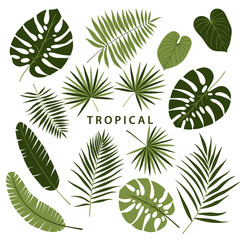 Tropical palms leaves set. Botanical summer leaf collection. Stylish, trendy design. Vector illustration