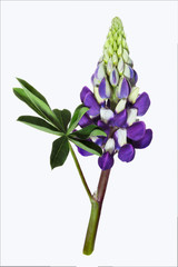 Lupine / Lupinus als Freisteller
