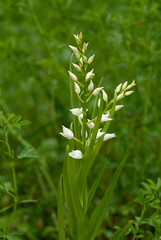 Waldvögelein Orchideen