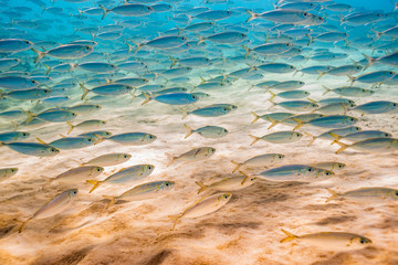 School of fish swimming in clear blue water over sand and reef