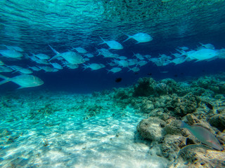 In this unique photo you can see the underwater world of the Pacific Ocean in the Maldives! Lots of coral and tropical fish!