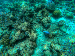 Fototapeta na wymiar In this unique photo you can see the underwater world of the Pacific Ocean in the Maldives! Lots of coral and tropical fish!