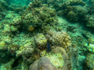 Naklejka na ściany i meble In this unique photo you can see the underwater world of the Pacific Ocean in the Maldives! Lots of coral and tropical fish!