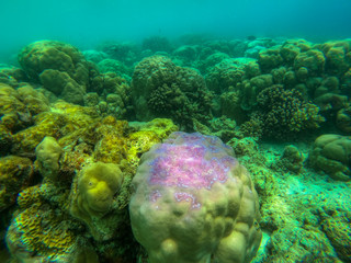 In this unique photo you can see the underwater world of the Pacific Ocean in the Maldives! Lots of coral and tropical fish!