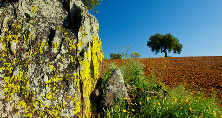 Dehesa de Encinas, La Serena, Badajoz, Extremadura, España