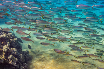 Naklejka na ściany i meble School of fish swimming over sand in clear blue water