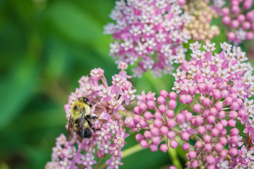 Bumblebee, Bombus, feeds on pink swamp milkweed, Asclepias incarnata, on a summer morning  