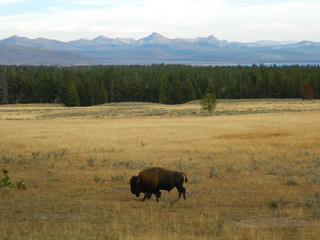 Yellowstone National Park 26
