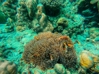 This unique photo shows the lively underwater world of the Maldives with anemones and fish.