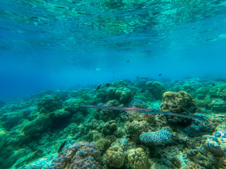 Fototapeta na wymiar In this unique photo you can see the underwater world of the Pacific Ocean in the Maldives! Lots of coral and tropical fish!