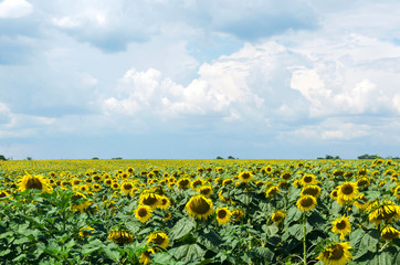 Sunflower field at noon.Blue clouds befor rain and blooming sunflowers
