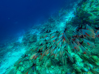 In this unique photo you can see the underwater world of the Pacific Ocean in the Maldives! Lots of coral and tropical fish!