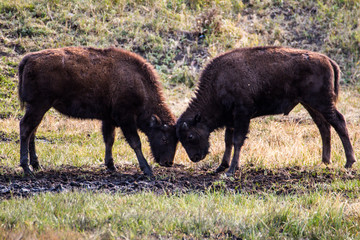 Yellowstone National Park 58