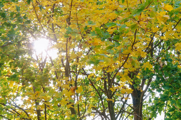 Sun rays through tree branches. Trees with yellow foliage in autumn.