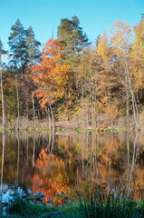 Forest lake in autumn yellow leaves. Lake in autumn forest.