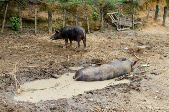 Raising of organic pigs in Brazil. Pig breeding system, piglet in farm for feeding.
