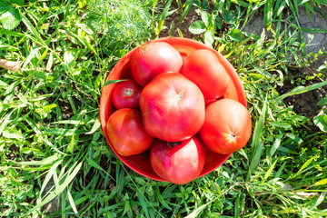harvested ripe tomatoes in red bowl on green grass