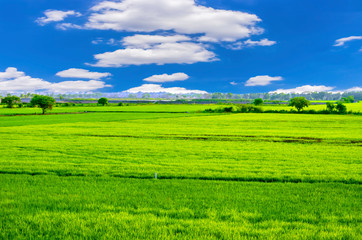 Landscape Meadow and rice field cloudy sky in countryside Thailand