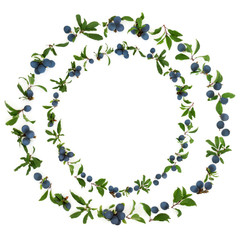 Abstract sloe berry wreath on white background also known as blackthorn. Pruna spinosa.
