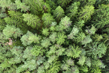 Blick von oben auf die Baumwipfel eines Nadelbaumwaldes