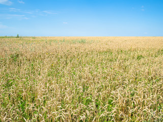 view of wheat field in summer in Kuban region