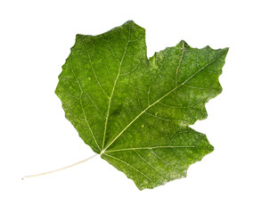 fresh leaf of silverleaf poplar (white poplar)