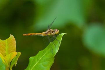 Image of beautiful dragonfly in a garden