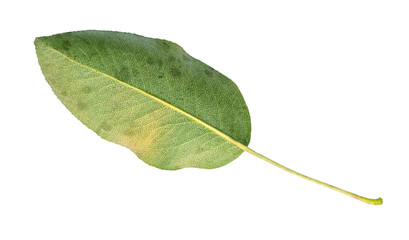 back side of fresh green leaf of pear tree