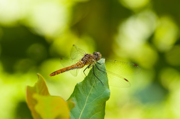 Image of beautiful dragonfly in a garden