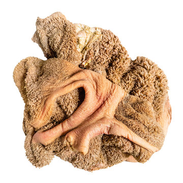 washed raw beef tripe cut out on white