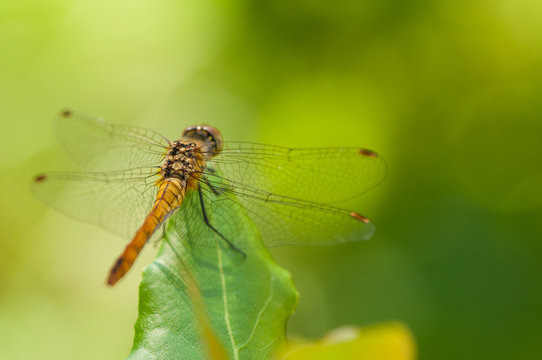 Image of beautiful dragonfly in a garden