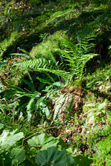 Ferns in the forest