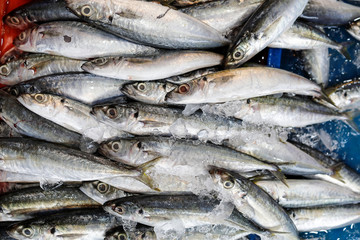 Fresh sardine fish at weekly street market