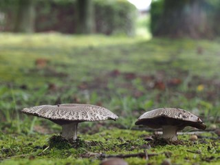 クロハツモドキ