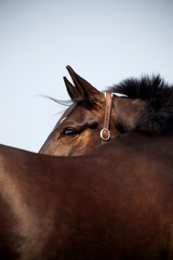 Pferde auf der Sommerweide, Portrait einer hübschen braunen Stute mit Lederhalfter; Pferdekopf...