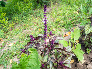 purple basil plant on bed in garden in summer