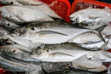 Torpedo hard tail scad fish at weekly street market