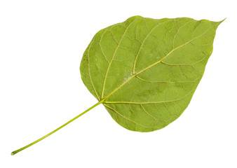 back side of fresh green leaf of catalpa tree