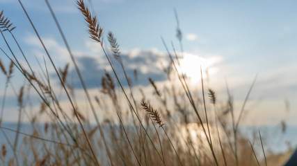 spikelet against the sky