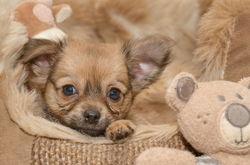 Puppy of chihuahua sleeping next to its teddybear