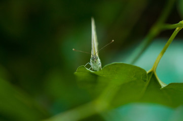 Image of beautiful dragonfly in a garden