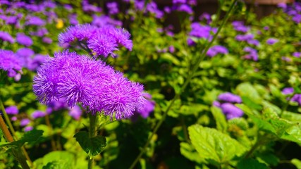 purple flower close up on green background